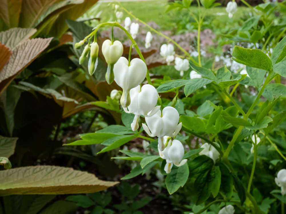 Löjtnantshjärta vit